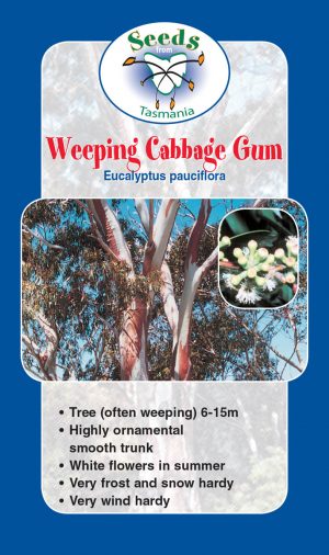 Eucalypt