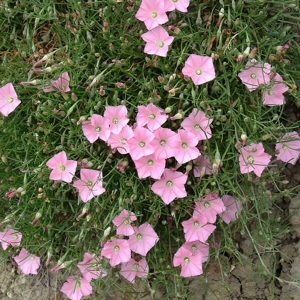 Tasmanian Bush Foods