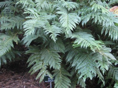 Todea barbara400x300