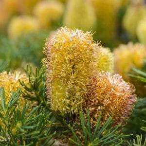 Banksias