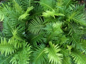 Ferns