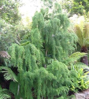 Conifer